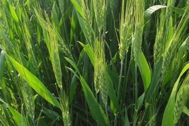 尿素对植物生长的作用是什么？该如何使用？