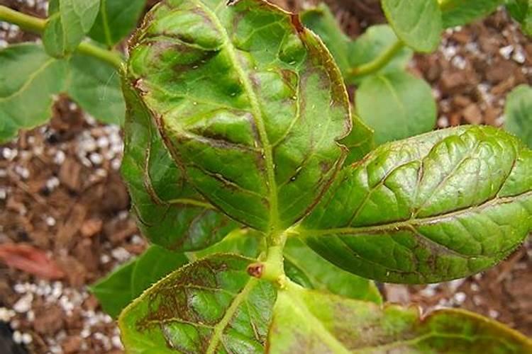 夏玉米种植怎么防止蓟马和灰飞虱 病虫害养殖方法