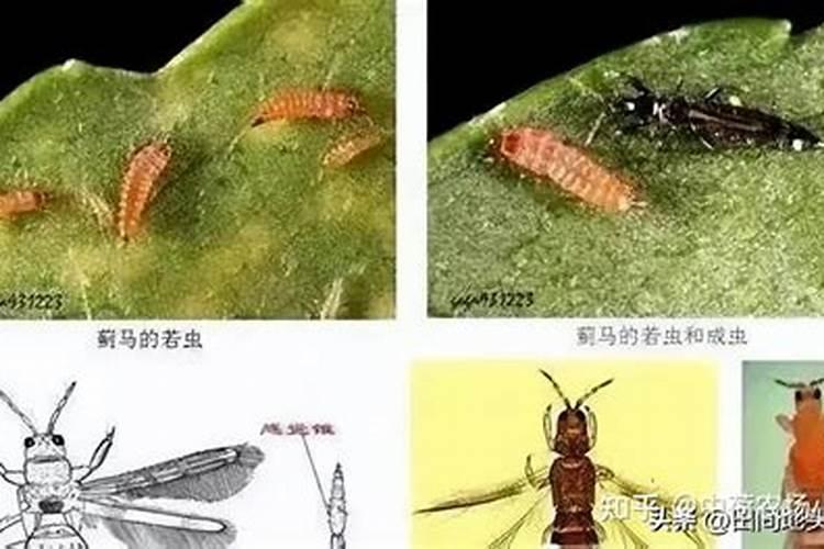 玉米蓟马如何防治