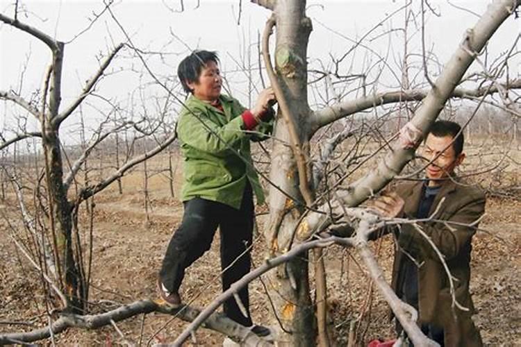 白菜不包心怎么办 天冷了大白菜不包心怎么办