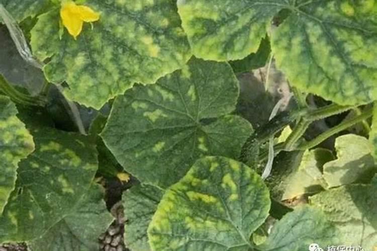 芒果用什么肥料能快速成长？施肥几次？
