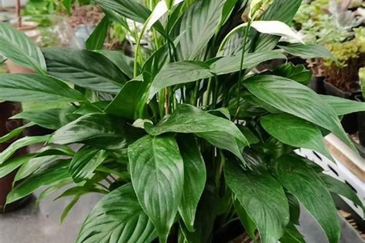 白掌用什么肥料最好