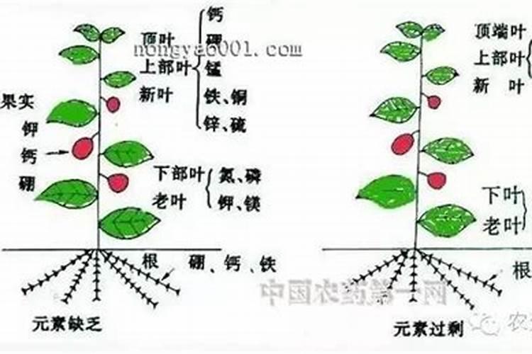 果树移栽适合什么时候剪枝 水果盆栽什么时候修剪好