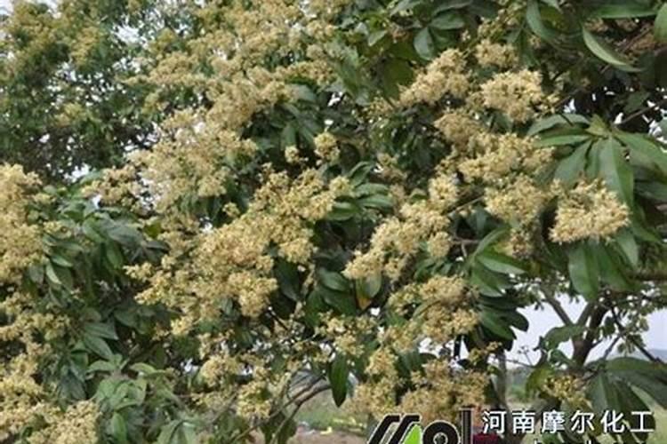 荔枝爆花怎么处理