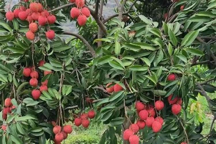 荔枝用什么肥料最好？4个施肥要点,千万要注意!