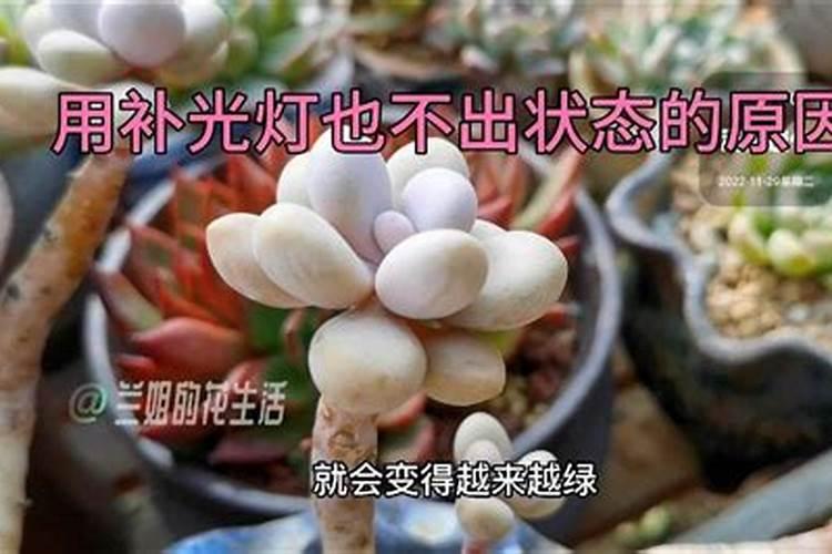 多肉植物施什么肥好