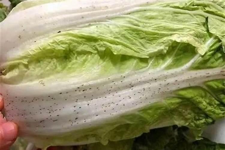 大白菜用什么肥料最好