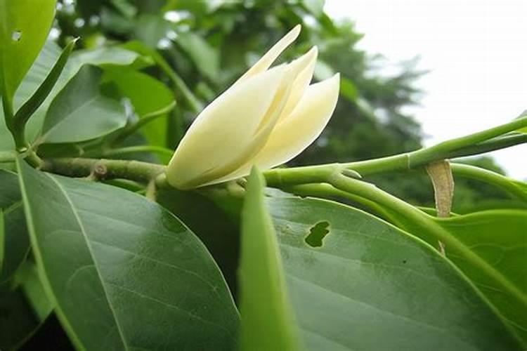 黄角兰怎么栽培最好