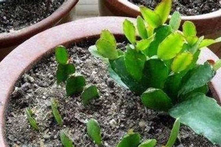 黄角兰怎么栽培最好