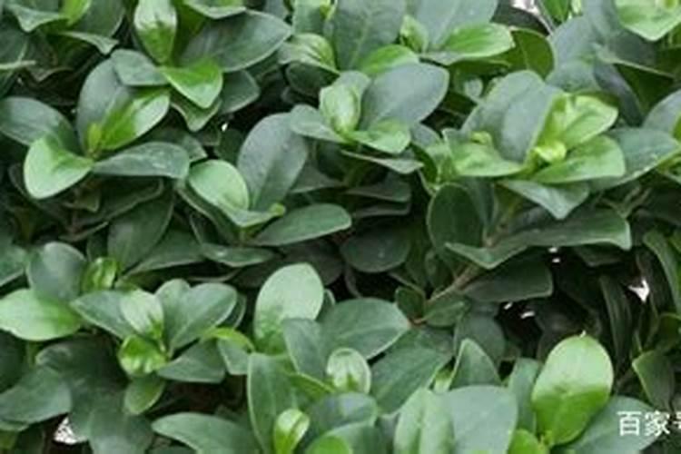 种植油菜为什么要施硼肥油菜啥时候施硼肥好