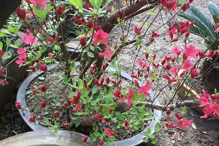 映山红如何施肥