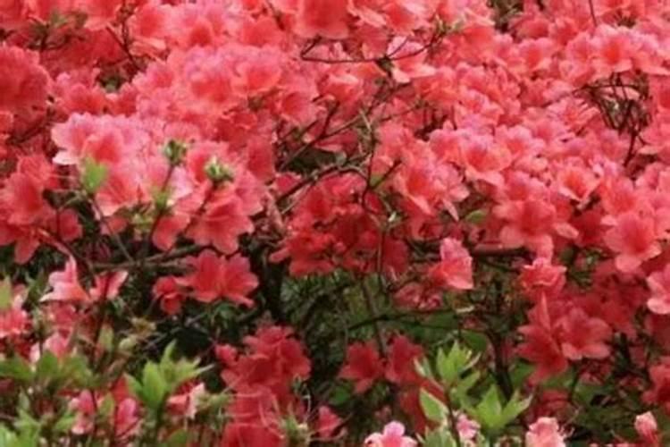 映山红能不能施肥