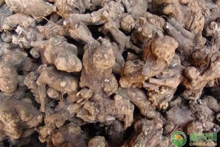 苍术的种子要怎样播种？