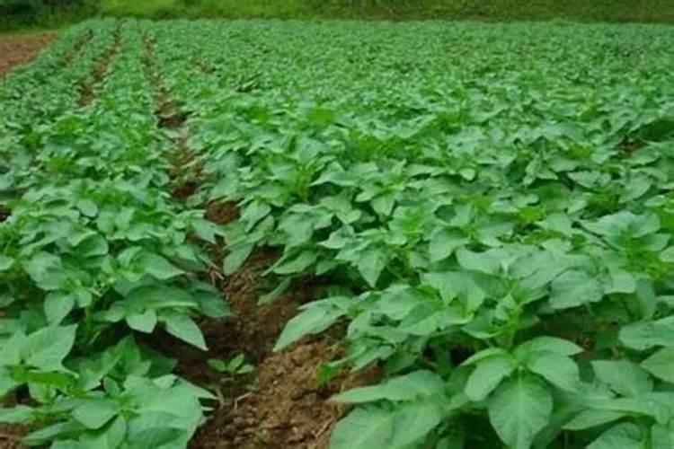 种植土豆用什么肥料好 种植土豆用的肥料