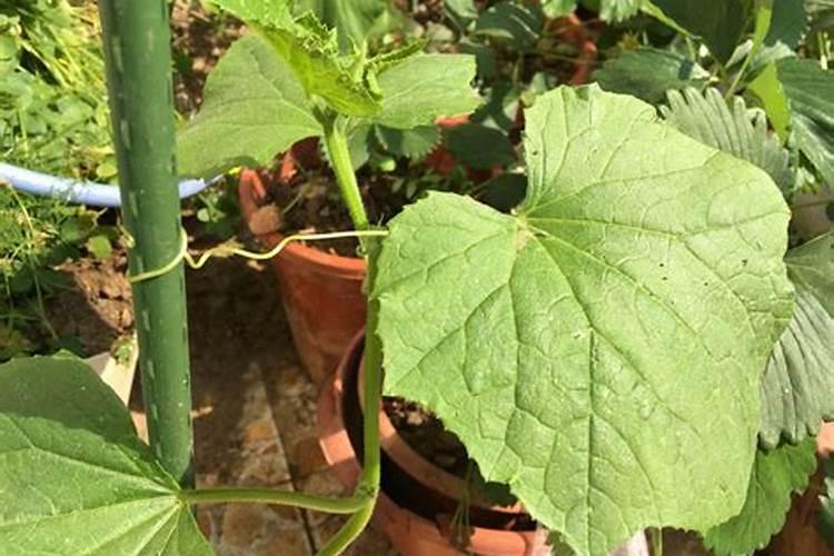 热带雨林里能储存水的植物