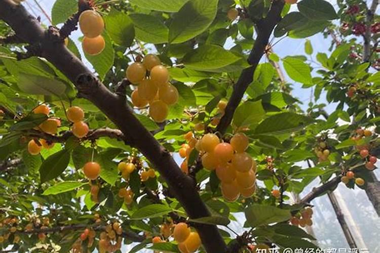 草莓施肥用什么肥料