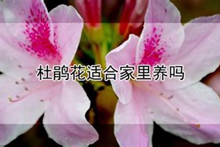 杜鹃花施什么肥最好 适合用什么肥料