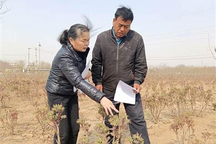 低温冻害的主要防治措施是什么