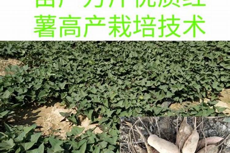 红薯施肥,需要什么讲究