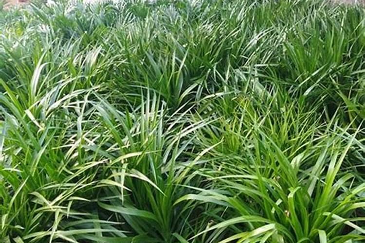 龙须树用什么肥料.最好