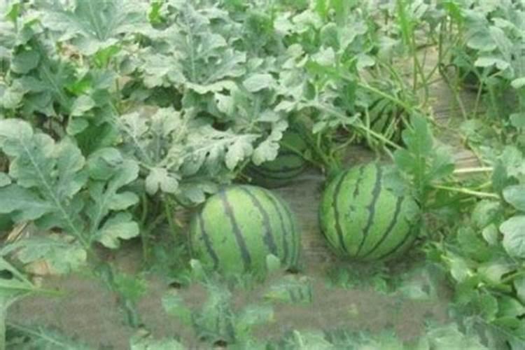 种小麦用含氯高的肥料好吗