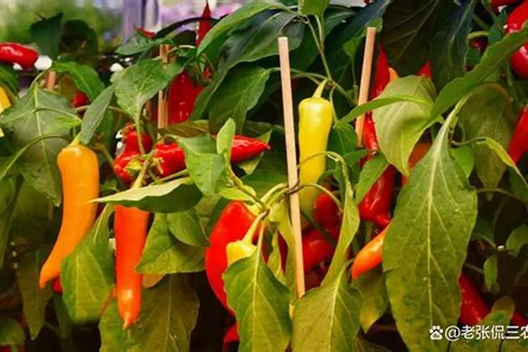 种植辣椒用什么底肥