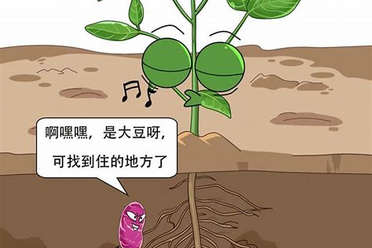 为什么豆类植物不需要施氮肥