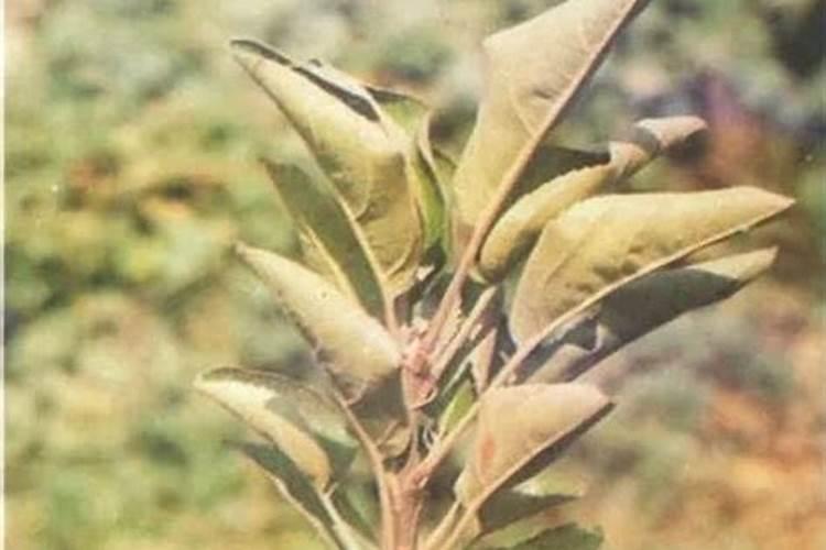 钾肥用水化了后有沉淀物吗？