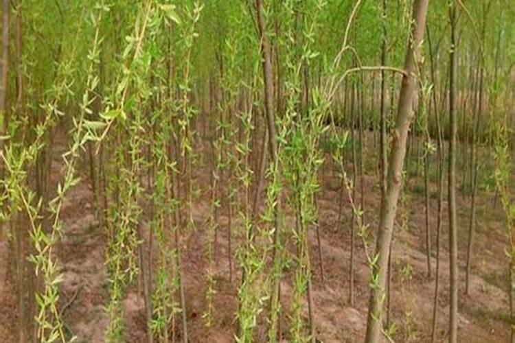 香蕉皮泡水能浇哪些花
