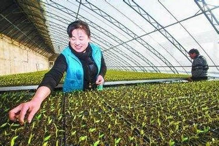 黄瓜的施肥有哪些技术要求？