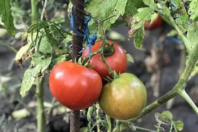 辣椒种植怎样用水溶肥