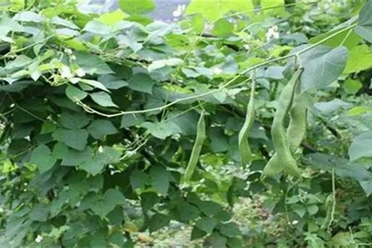 关于种花(我的是垂吊长春花),提几个问题,希望解答!