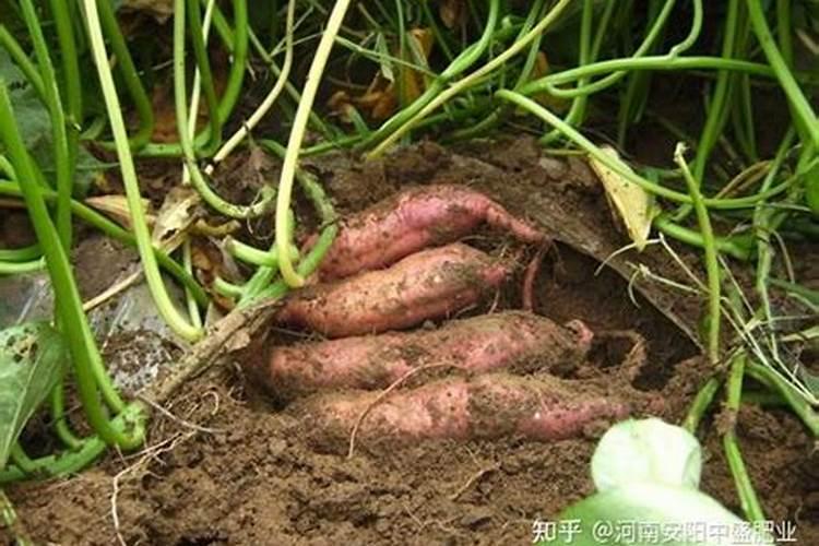 红糖加醋做叶面肥的功效