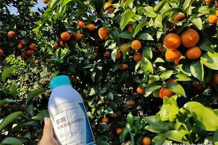 瓜果蔬菜叶面肥的正确使用方法(什么时候打叶面肥好)