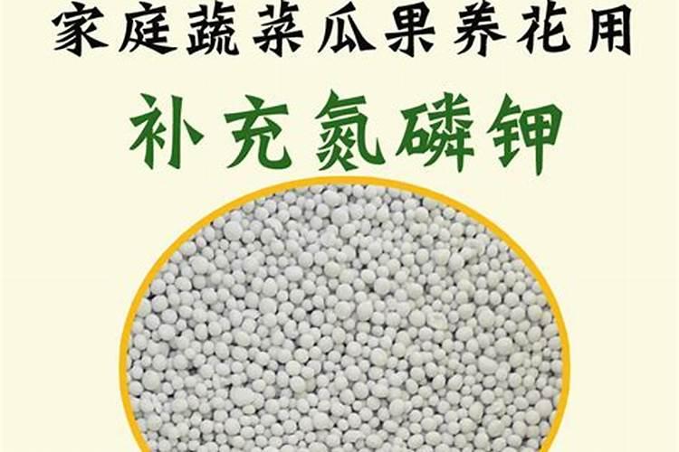 金边吊兰用什么肥好