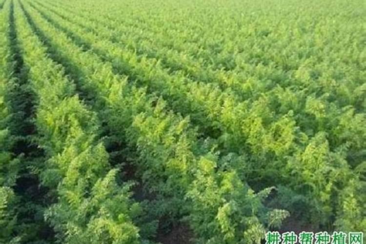 浇花的水如果长绿藻了,还可以用么？