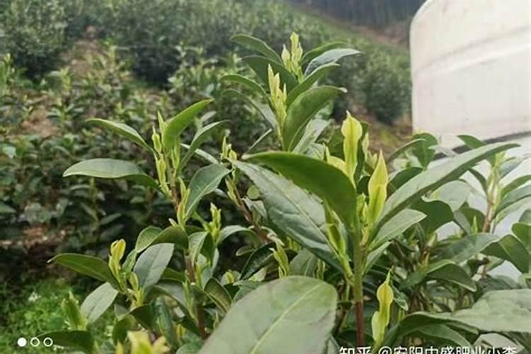 钙镁磷肥怎样用效果好 钙镁磷肥使用注意事项有哪些