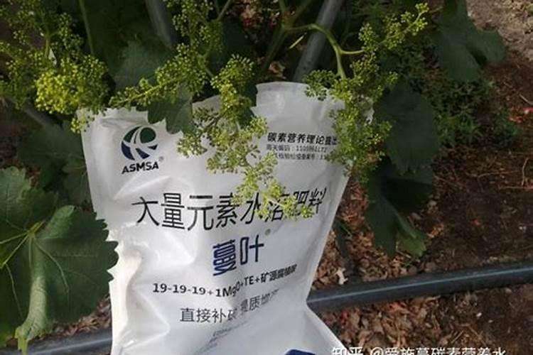 油菜苗可以喷叶面肥吗