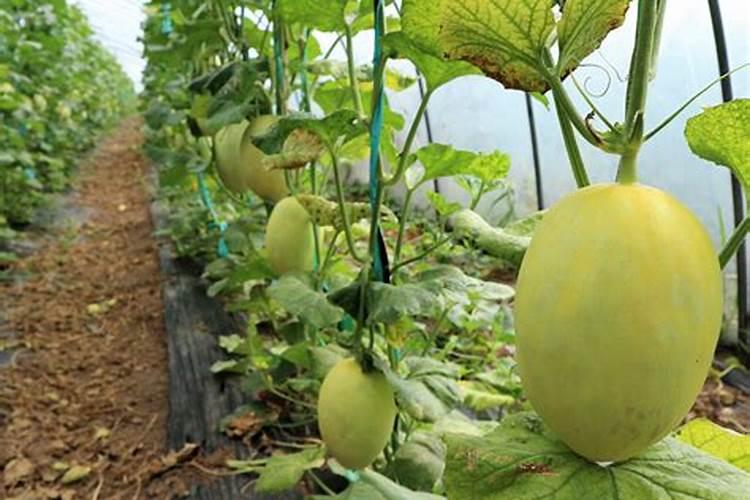香蕉在种植过程中施什么肥好？施肥技术要点具体是什么呢？