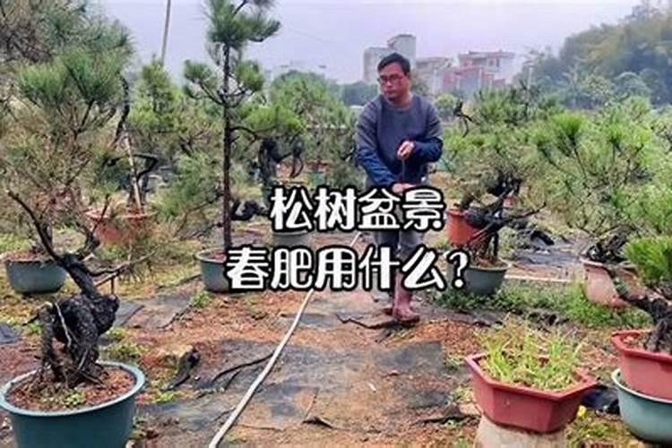 松树盆景如何施肥