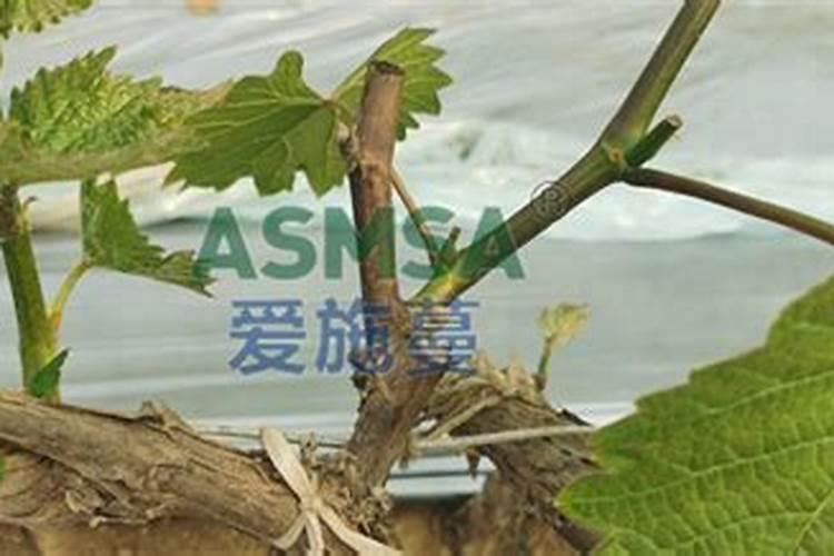 葡萄水溶肥大水漫灌后肥效流失怎么补救