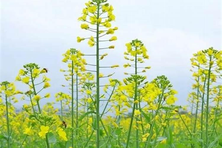 播种油菜籽以后什么时间施肥