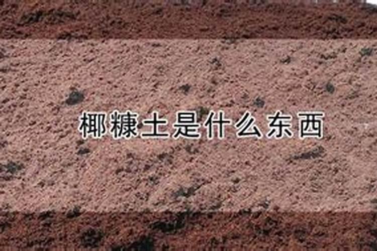龙船花怎么修剪(盆栽龙船花养护要点)