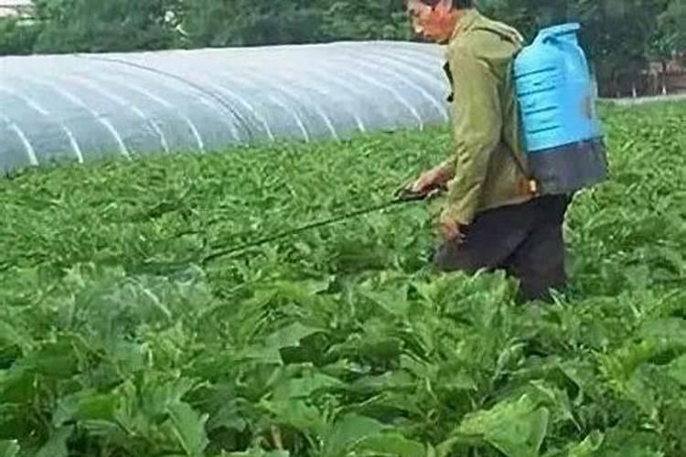 作物用什么样的叶面肥最好(什么情况采用叶面施肥效果好)