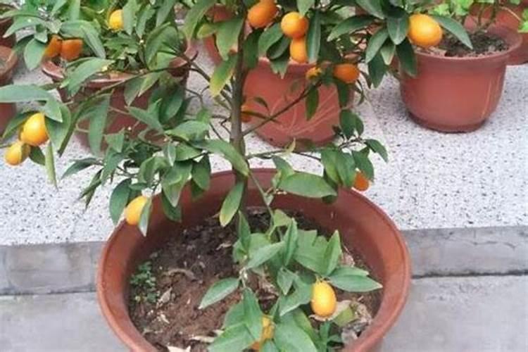 农用叶面肥木醋液有哪些