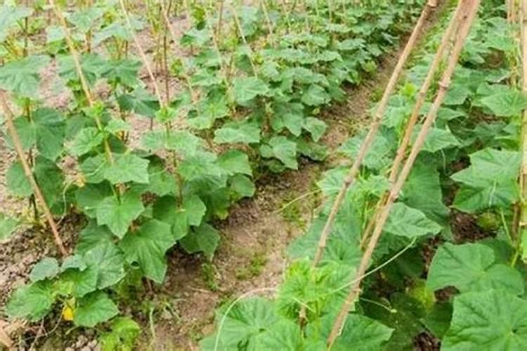 碳酸氢铵可以做肥料吗 正确的使用方法