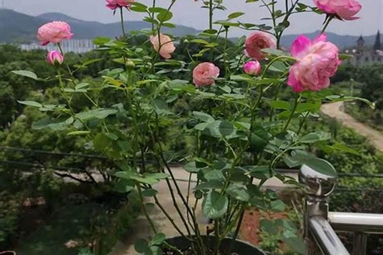 果树施硼肥怎么操作？果树施硼肥有什么用？