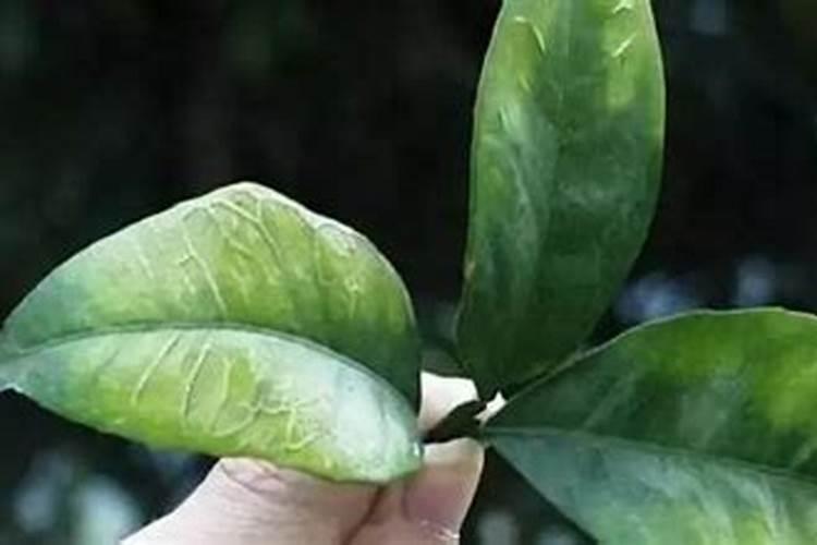 柚子有硬心是怎么回事
