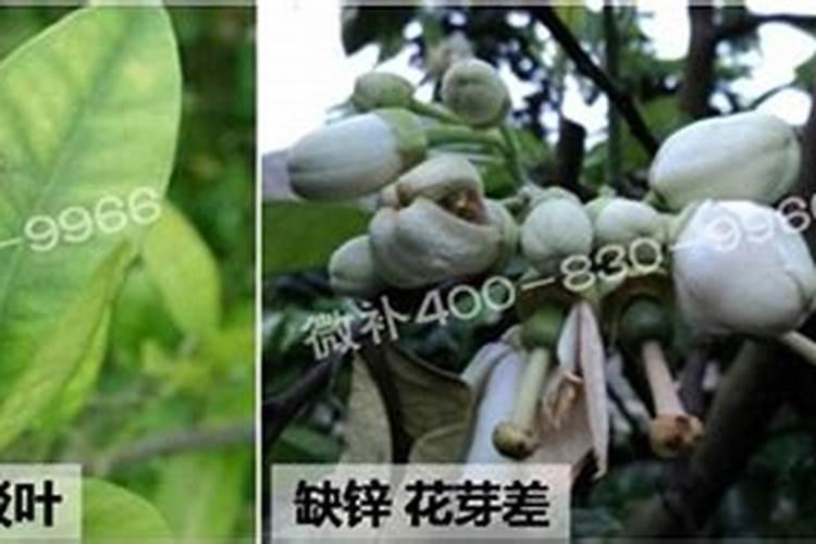 柚子树开花期施什么肥