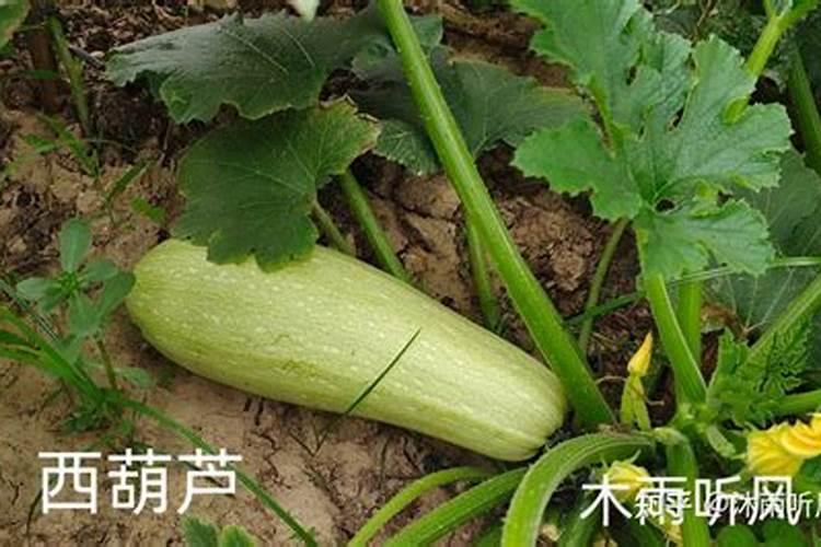 微量元素缺乏对孩子有什么危害？